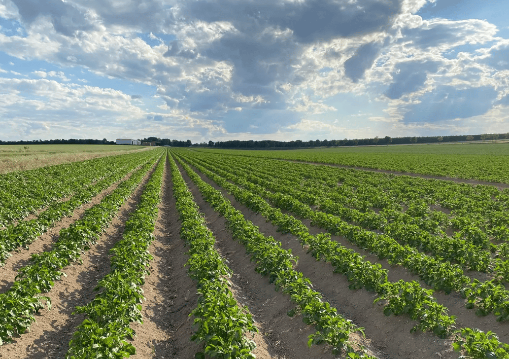 Precisielandbouw: zo helpt het bij het behalen van jouw bedrijfsdoelen