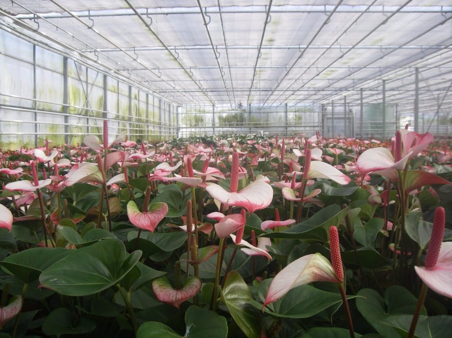 Anthurium (pot)