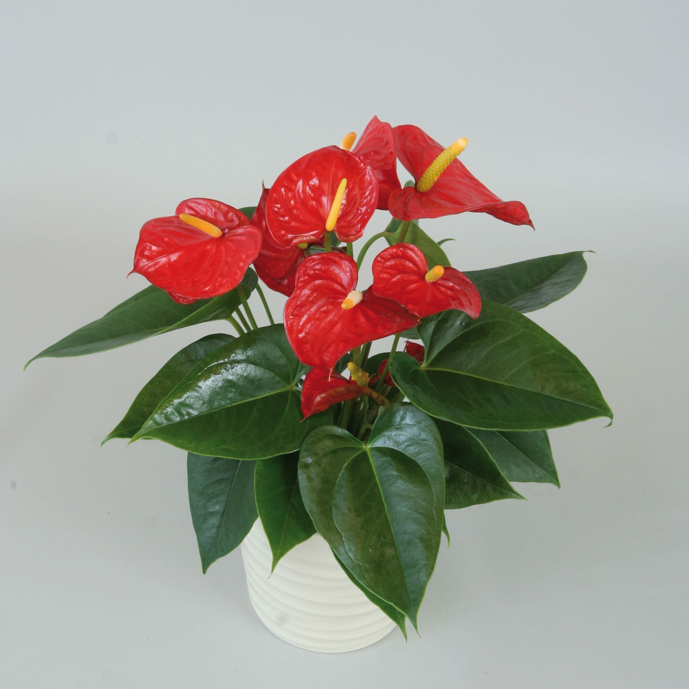 Anthurium (snij)