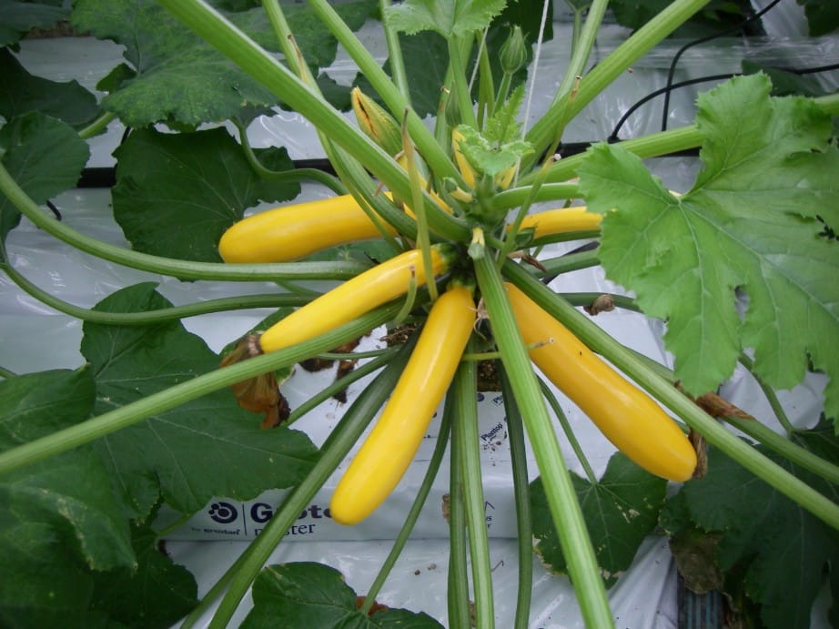 Courgette