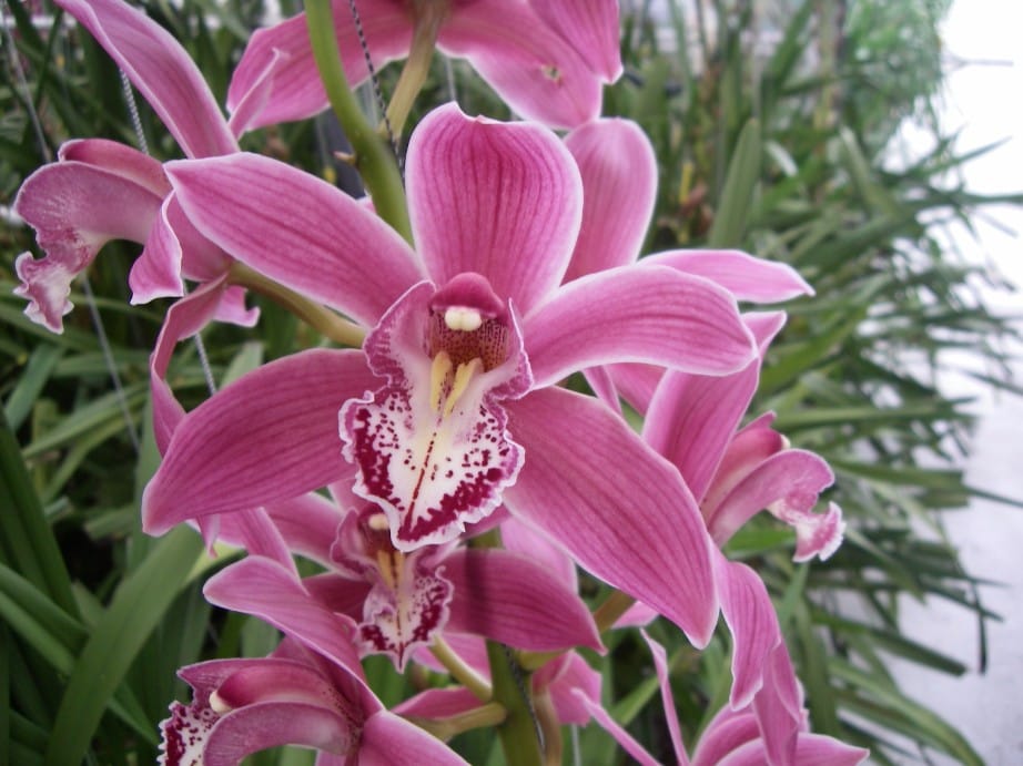 Cymbidium (snij)