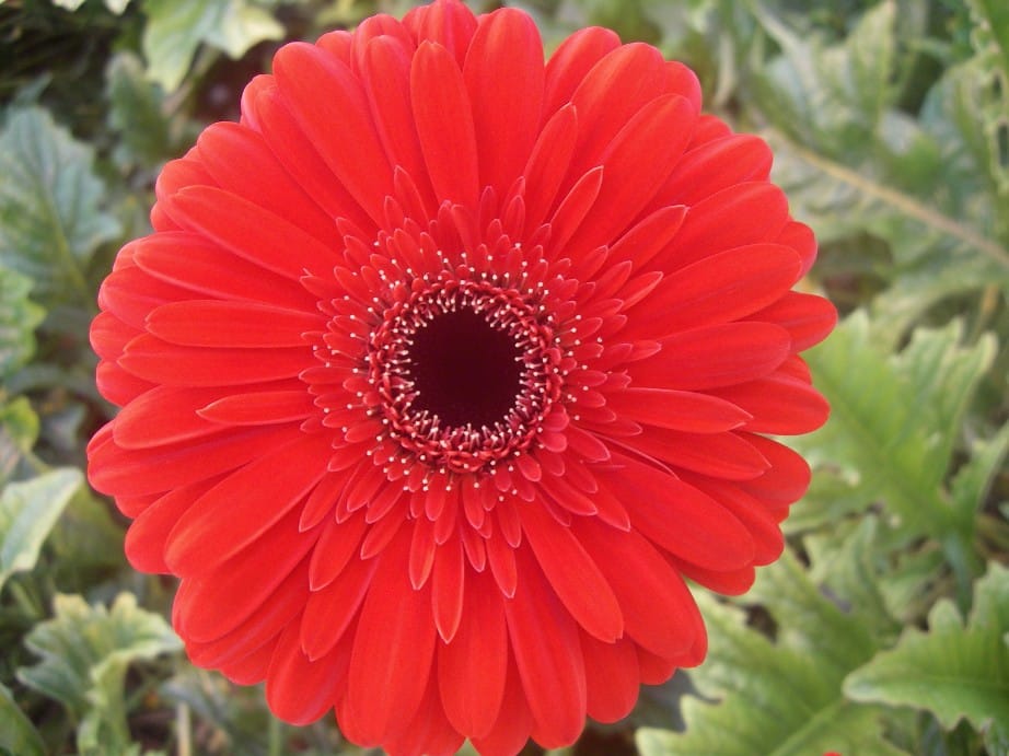 Gerbera (snij)