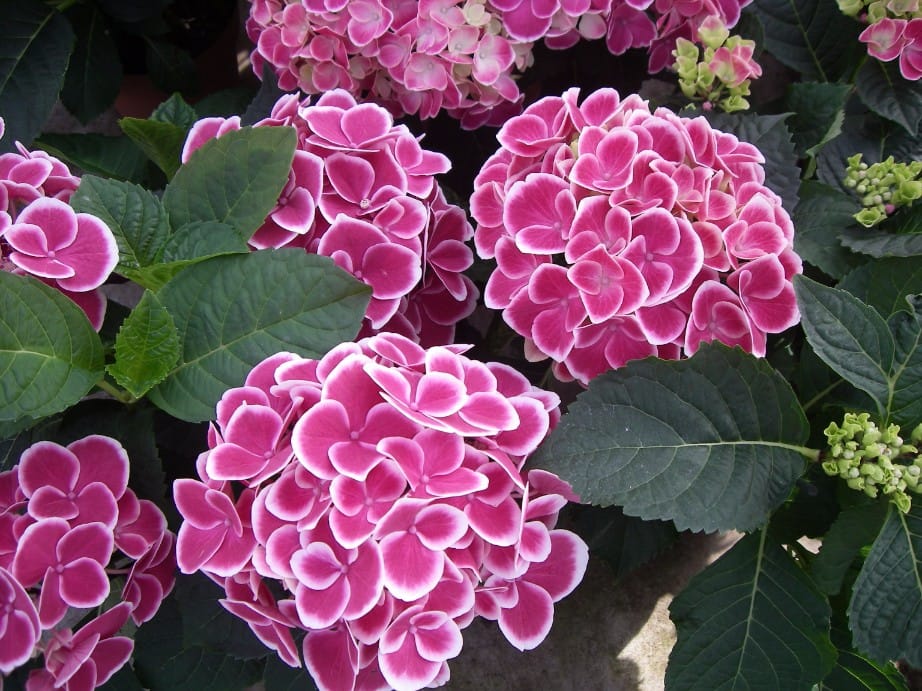 Hortensia (pot)