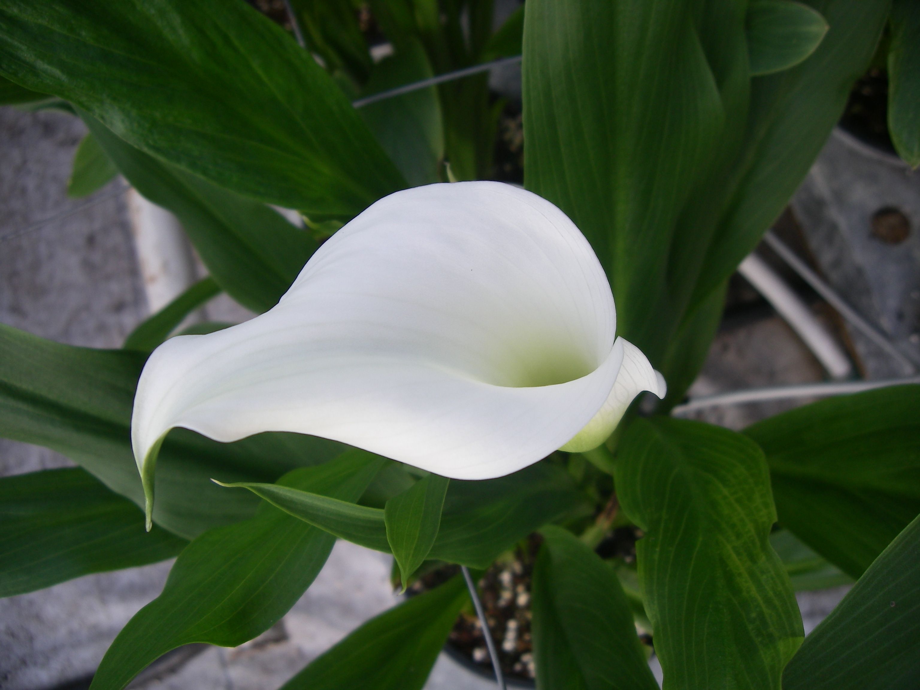 Zantedeschia (snij)