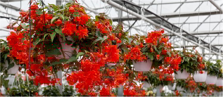 Slimme irrigatie voor sterke potplanten