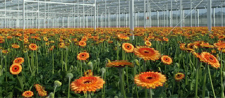 Haal alles uit jouw snijbloementeelt