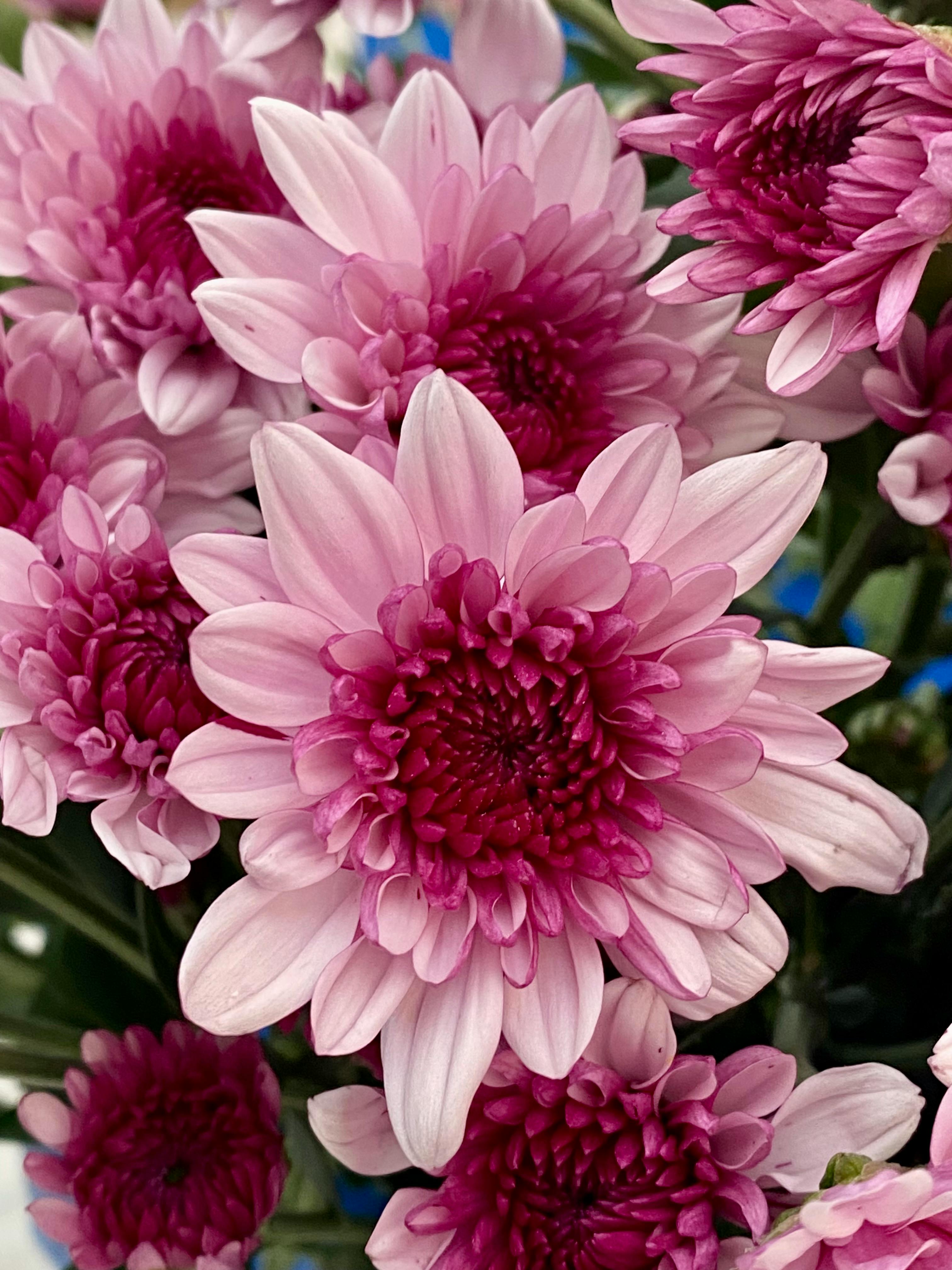 Chrysant (snij)