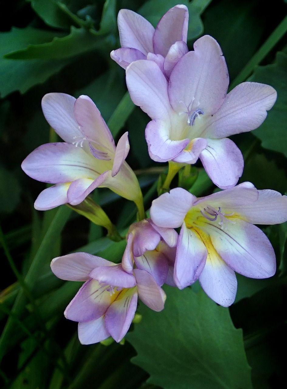 Freesia (snij)
