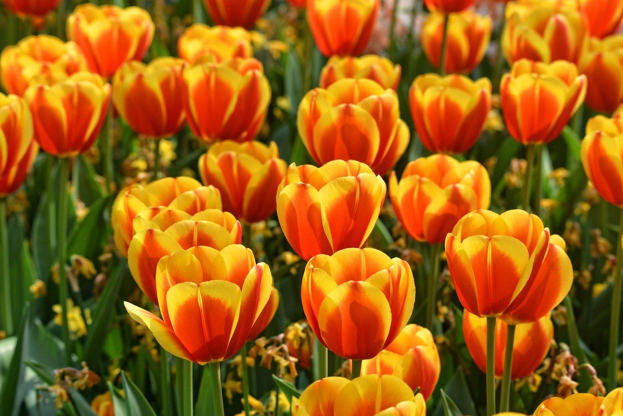 Tulp (snij)