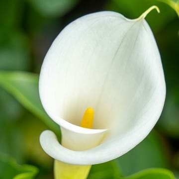 Zantedeschia (snij)