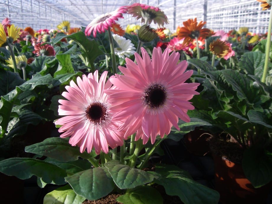 Gerbera (pot)